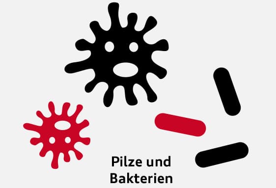 Abbildung Pize und Bakterien