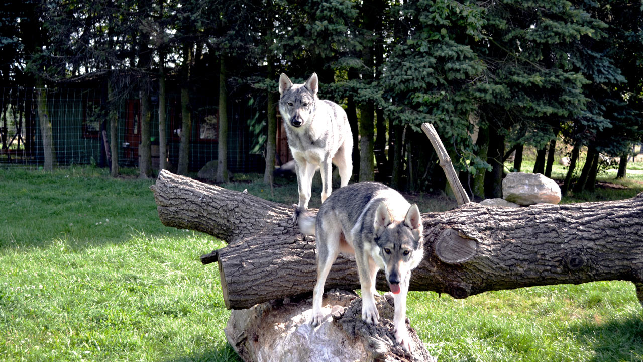 Zwei Wölfe klettern auf einem Baumstamm.
