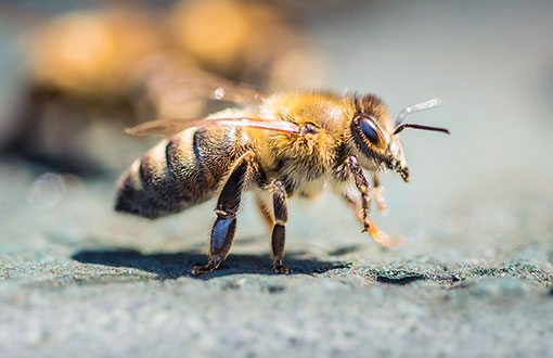 Biene, die auf dem Boden sitzt