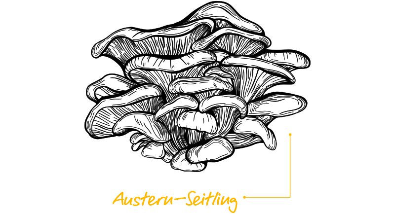 Austern-Seitling