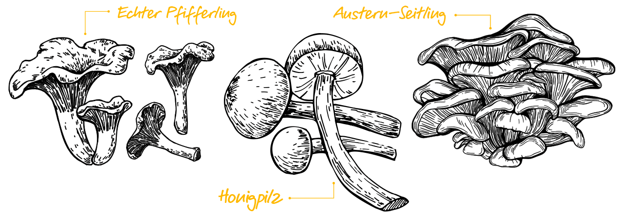 Echter Pfifferling, Honigpilz und Austern-Seitling
