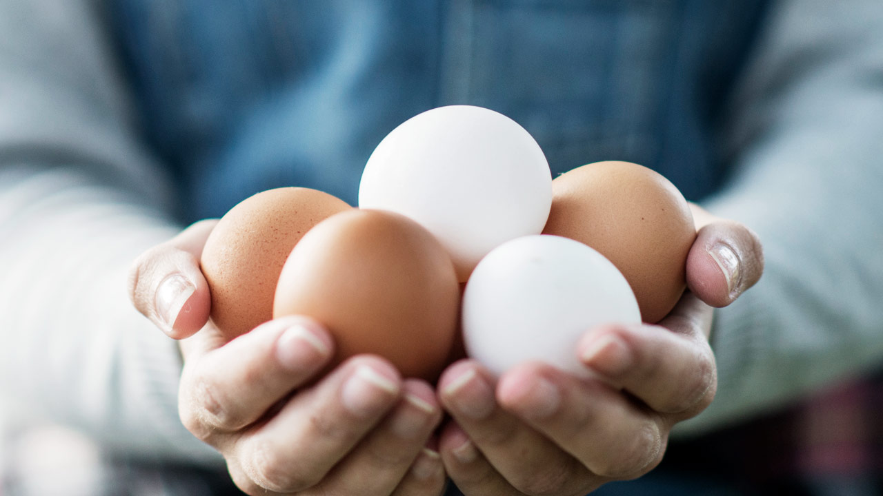 Weiße und braune Eier werden gehalten.